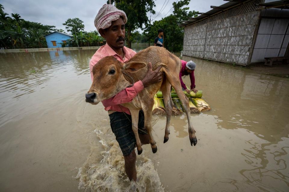 A villager carrying a calf wades through flood water in Korea village, west of Guwahati, on 17 June (AP)