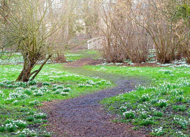 19 Best Winter Plants to Add Color to Your Garden - PureWow