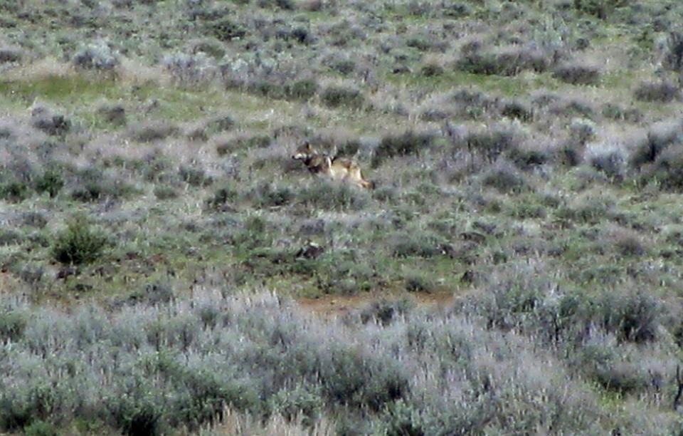 File - This May 8, 2012 file photo provided by the California Department of Fish and Game shows OR-7, the Oregon wolf that has trekked across two states looking for a mate, on a sagebrush hillside in Modoc County, Calif. Chuck Bonham, the director of the California Department of Fish and Wildlife, said Wednesday that the scientific evidence suggests some protections are needed for the gray wolf, but not a listing on the endangered species list, The San Francisco Chronicle reported. Bonham said his decision was reached after a yearlong department study spurred by conservationists, who filed a petition seeking protections after a lone gray wolf, called OR-7, wandered into California from Oregon. (AP Photo/California Department of Fish and Game, Richard Shinn, File)