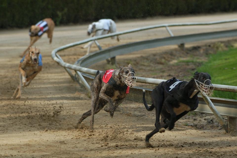 The greyhound racing industry in Australia uses surgical artificial insemination. Shutterstock