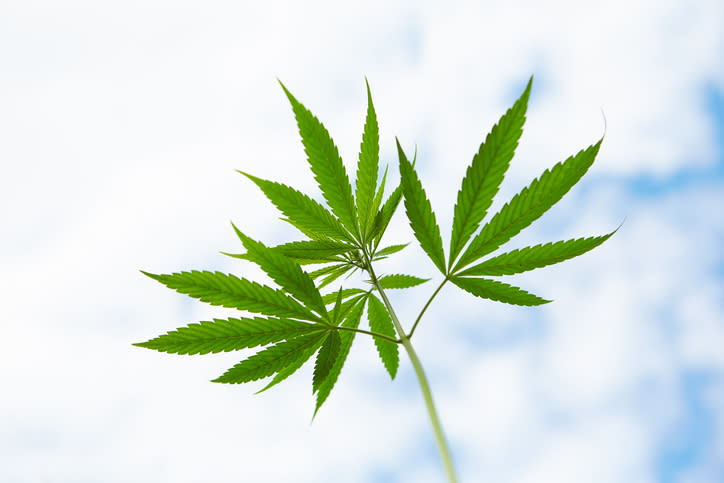 Marijuana leaf with blue sky and clouds in background.