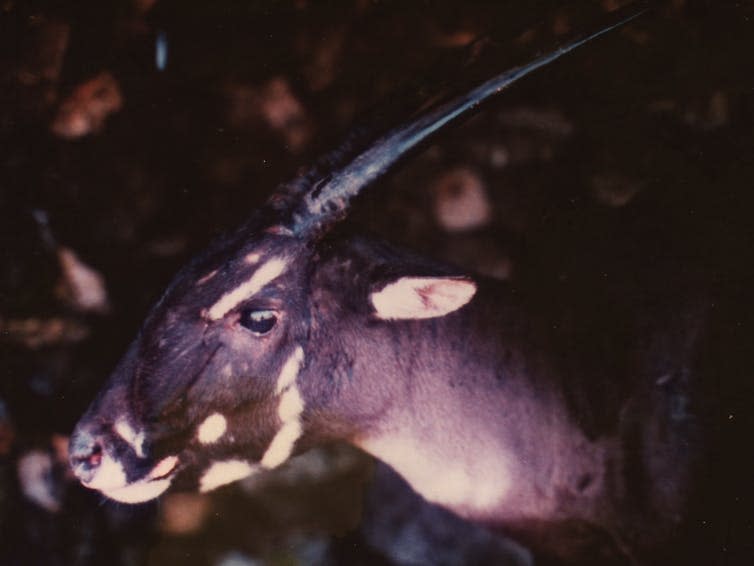 <span class="caption">The saola is one of the world’s rarest large mammals.</span> <span class="attribution"><a class="link " href="https://flickr.com/photos/globalwildlife/28560535993/" rel="nofollow noopener" target="_blank" data-ylk="slk:Global Wildlife Conservation/flickr;elm:context_link;itc:0;sec:content-canvas">Global Wildlife Conservation/flickr</a>, <a class="link " href="http://creativecommons.org/licenses/by/4.0/" rel="nofollow noopener" target="_blank" data-ylk="slk:CC BY;elm:context_link;itc:0;sec:content-canvas">CC BY</a></span>