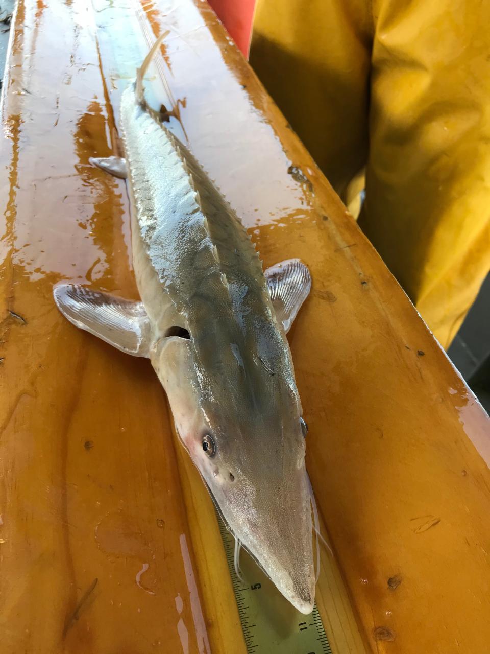 A lake sturgeon caught by members of the Michigan Department of Natural Resources