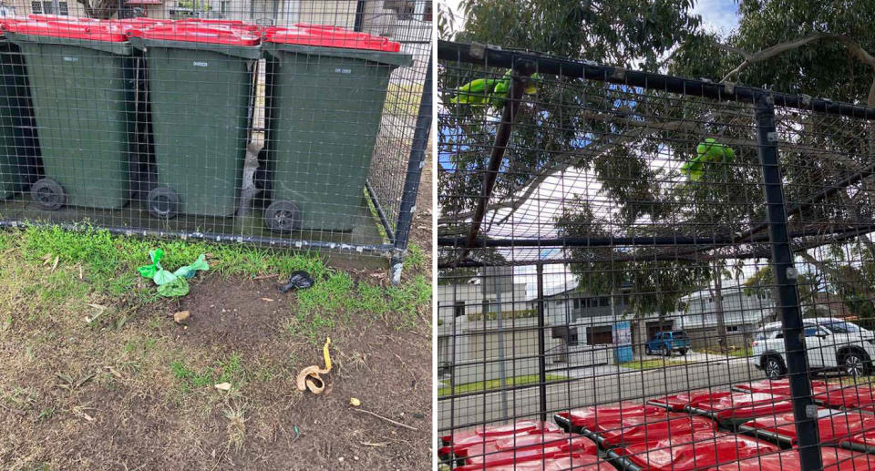 A photo of a green plastic bag with dog poo next to the bins at Gymea bay Oval, Sydney. Another photo of bags tied up on the fencing that surround the bins.