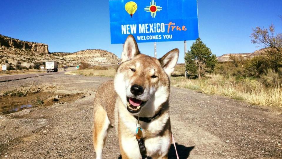 Attleboro Massachusetts mayor Paul Heroux and dog Mura, who has terminal cancer, on road trip to Canada.