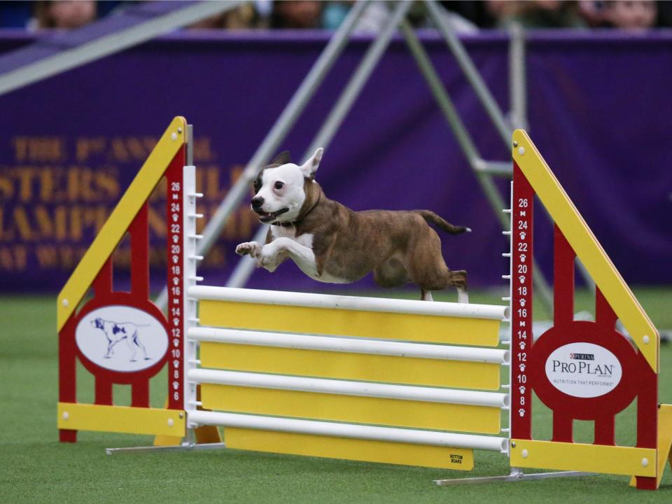 Emma the mutt clears a high jump.