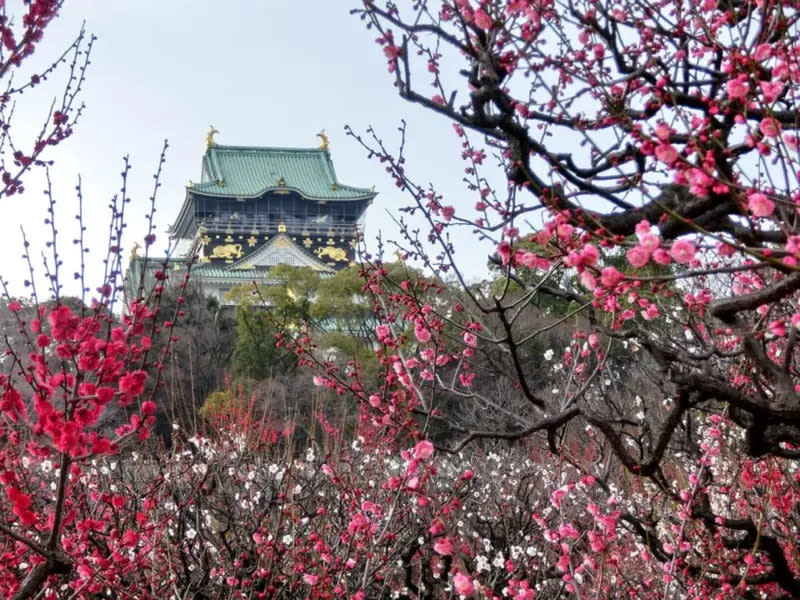 ▲寒假及農曆春節適逢日本賞梅花季，捷絲旅大阪心齋橋館應景推出三天二夜「暖冬迎新春」快閃優惠專案。（圖／大阪觀光局提供）