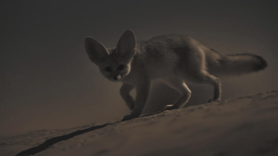 It took real patience to film fennec foxes for David Attenborough show Mammals. (BBC Studios)