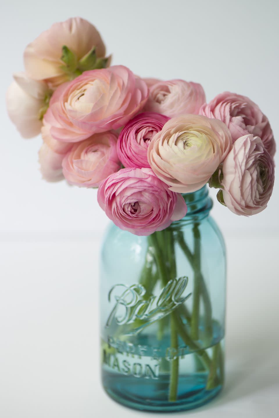 Ranunculus