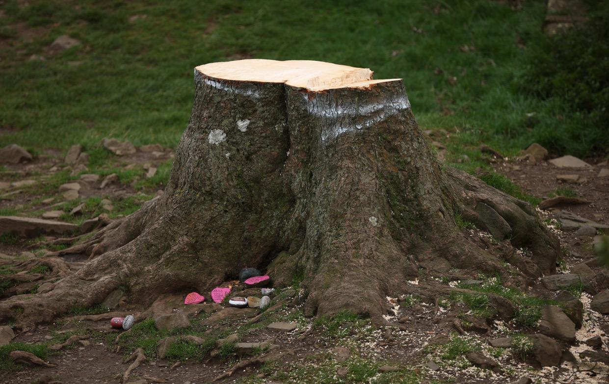 The stump that remains of the Sycamore Gap tree (EPA)