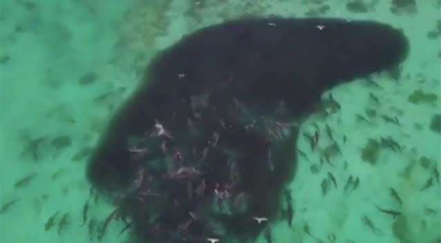 The sharks in a feeding frenzy. Source: 7 News/Terra Australis