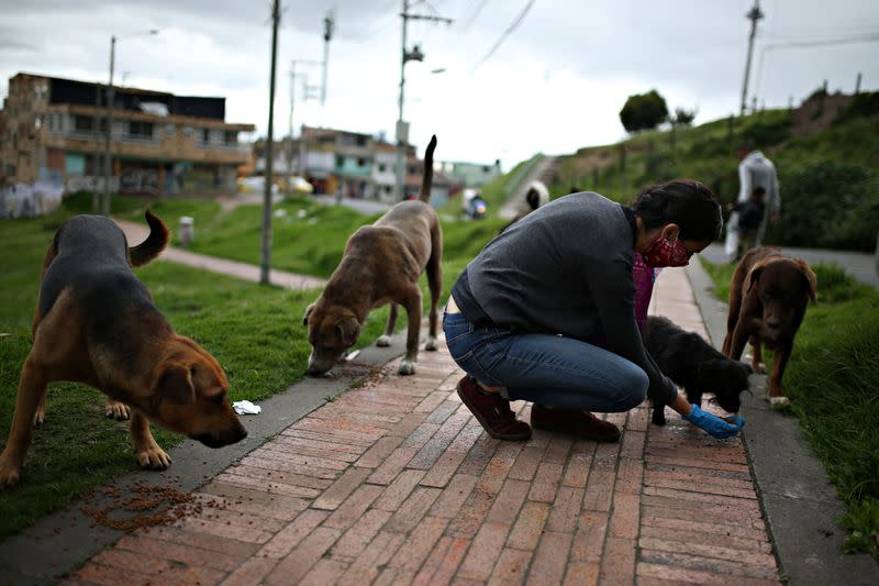 Tatiana Aguayo, an animal rights activist, feeds stray dogs wearing a face mask, amid the coronavirus disease (COVID-19) outbreak in Bogota