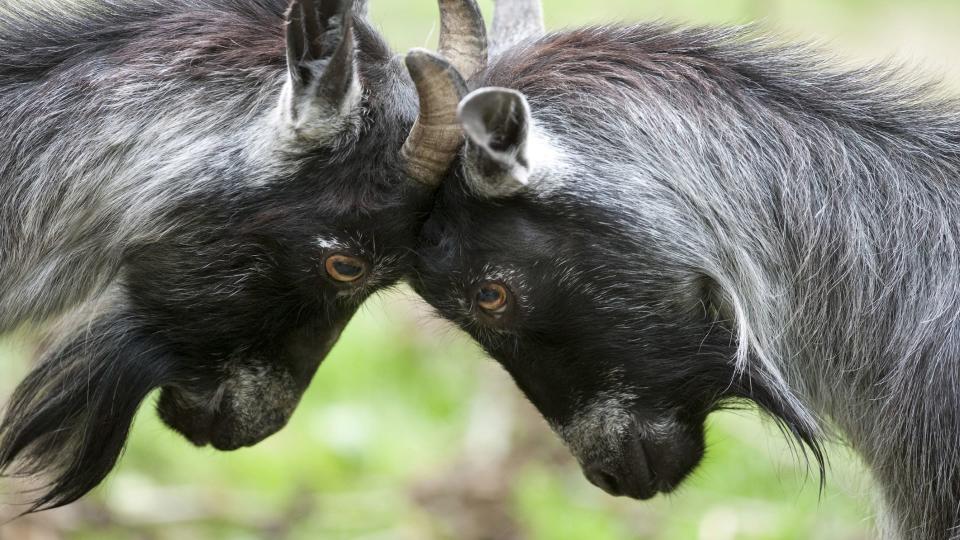 Pygmy goats