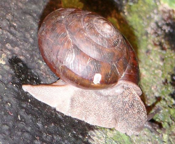The land snail with a regenerated, pale-colored tail (also called its foot).