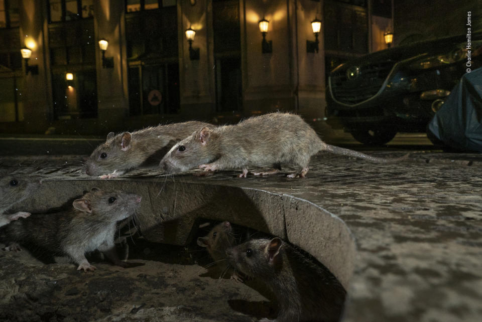 The rat pack by Charlie Hamilton James, UK