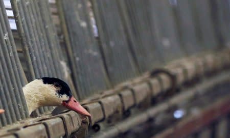 FILE PHOTO: A duck is seen in its enclosure at a poultry farm in Doazit, Southwestern France, December 17, 2015. REUTERS/Regis Duvignau/File Photo