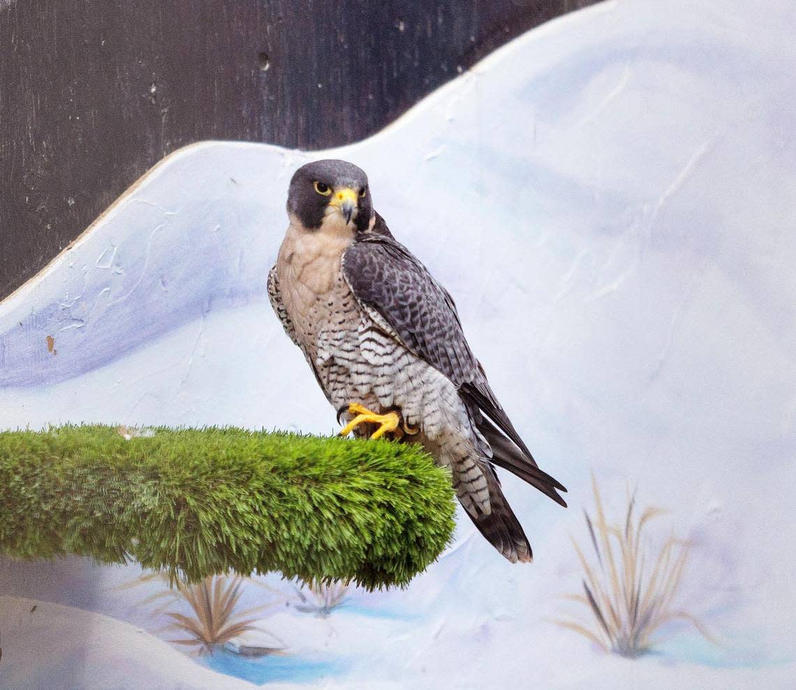 This Peregrine Falcon is one of several resident birds used for education at the World Center for Birds of Prey in Boise.