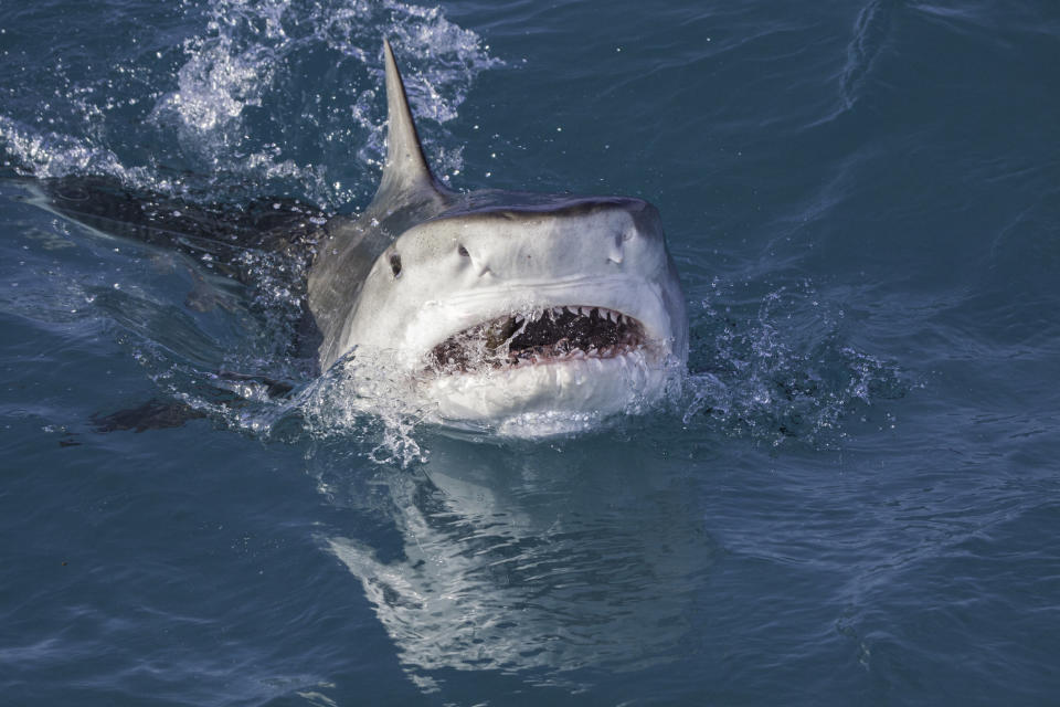 Closeup of a shark