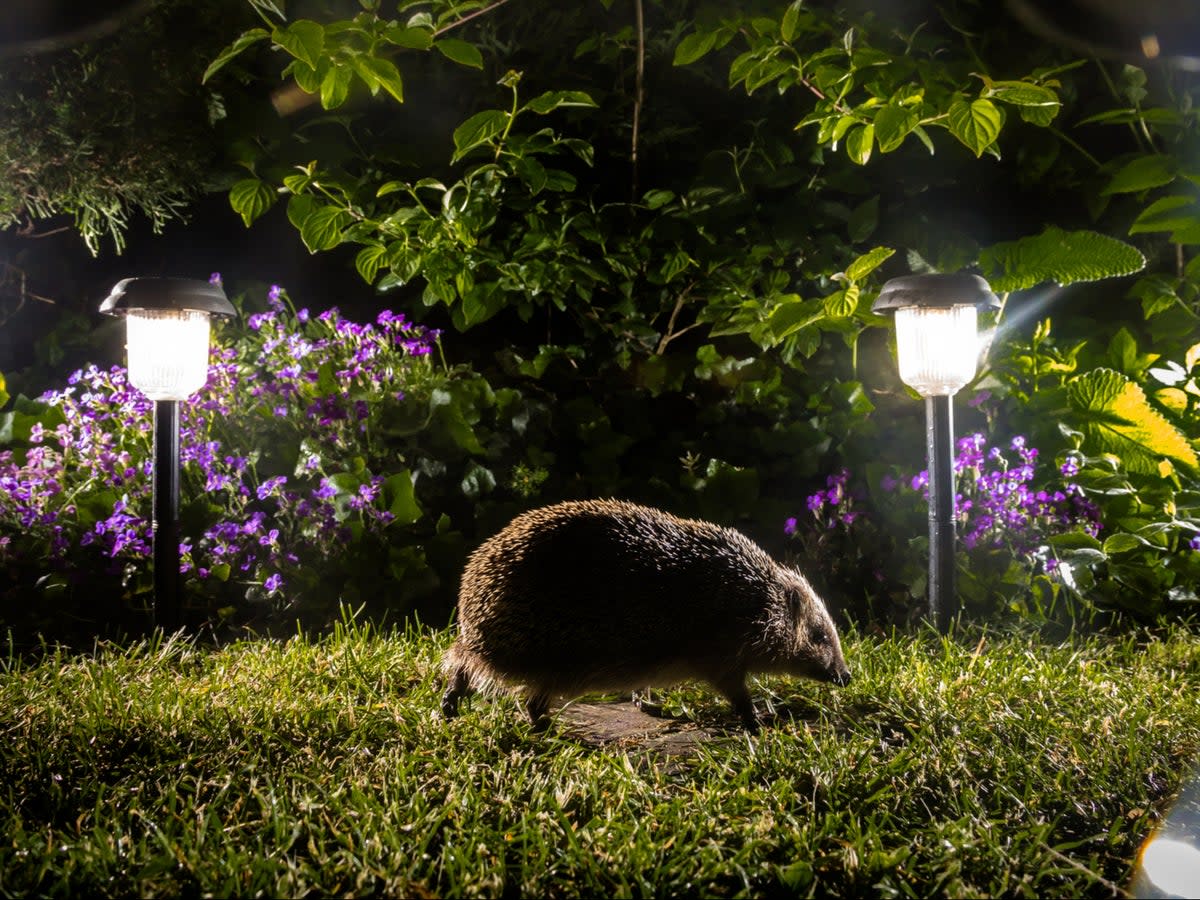 Residential areas are a key refuge for hedgehogs which have seen catastrophic declines in recent years, especially in rural areas (Getty)