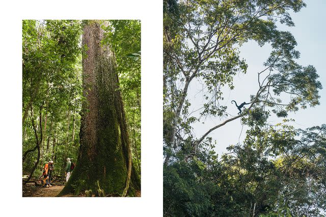 <p>Carmen Campos</p> A walk amid ancient Brazil-nut trees in the Amazon rainforest; spider monkeys in the treetops at the Cristalino reserve.