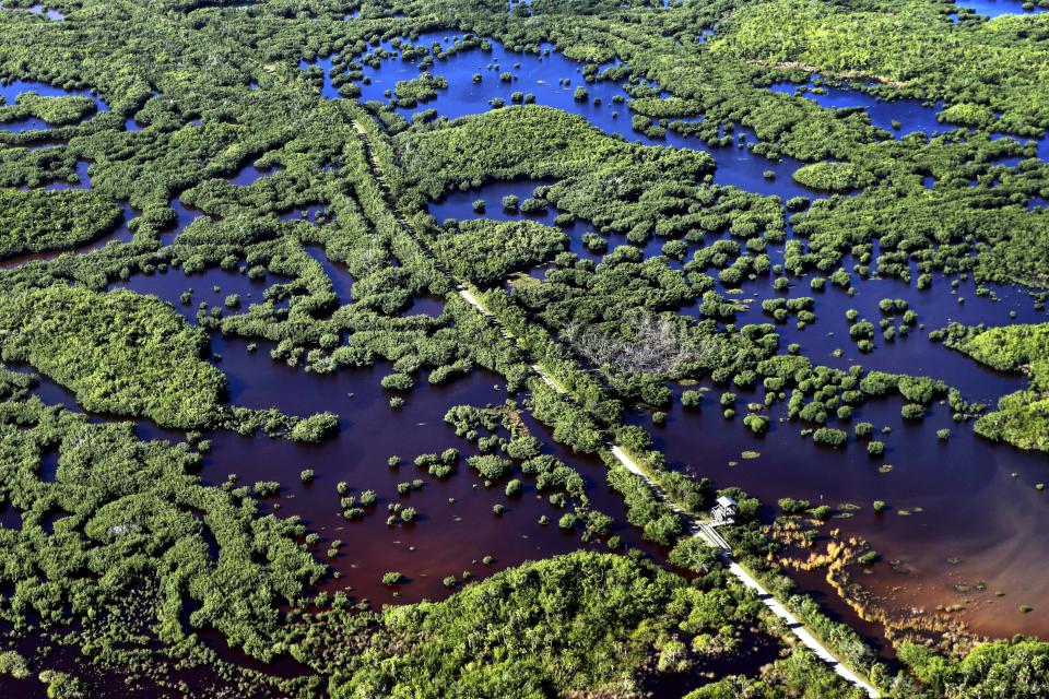 In this Thursday, Oct. 24, 2019, photo, the Marsh Trail bisects a section of the Ten Thousand Islands National Wildlife Refuge in the western Everglades near Naples, Fla. Clusters of mangroves form islands in a shallow estuary. A healthy mangrove forest is important for protecting coasts during storms. (AP Photo/Robert F. Bukaty)