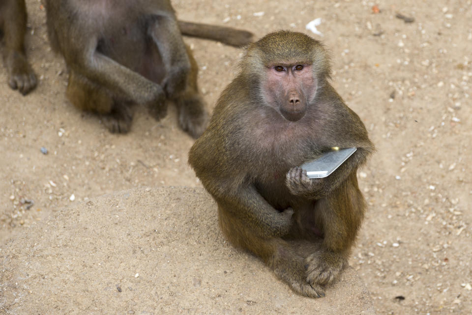 Ein Affe setzte in Kalifornien einen Notruf ab. (Symbolbild: Getty Images)