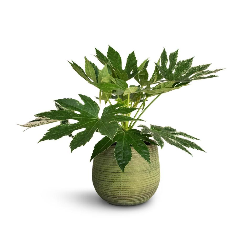 Japanese Aralia plant in a reeded pot