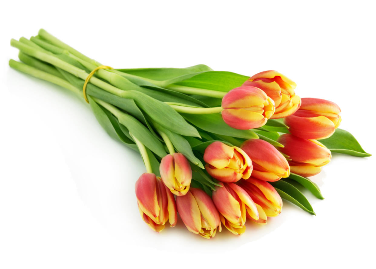 Tulpen sind derzeit überall im Angebot. (Bild: Getty Images)