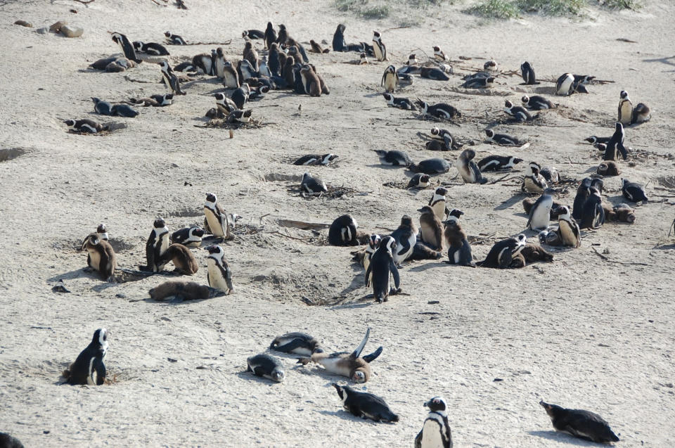 Penguins stand on Boulders Beach in Table Mountain National Park near Cape Town, South Africa, in 2009. (Richie Duchon / NBC News)