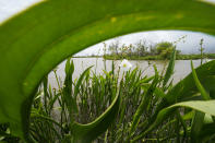 Flowering bullstongue arrowhead is seen in a a marsh on McIlhenny Company property on Avery Island, La., where Tabasco brand pepper sauce is made, Tuesday, April 27, 2021. While sinking land is a problem throughout southern Louisiana, Avery Island and four smaller salt domes along the Gulf Coast are still slowly rising. But the danger from hurricanes remains. (AP Photo/Gerald Herbert)