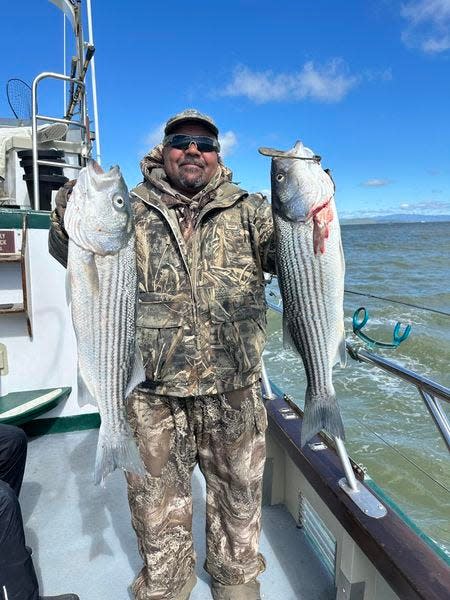 This angler shows off a limit of quality striped bass that he landed while trolling in San Francisco Bay on March 24, 2024.
