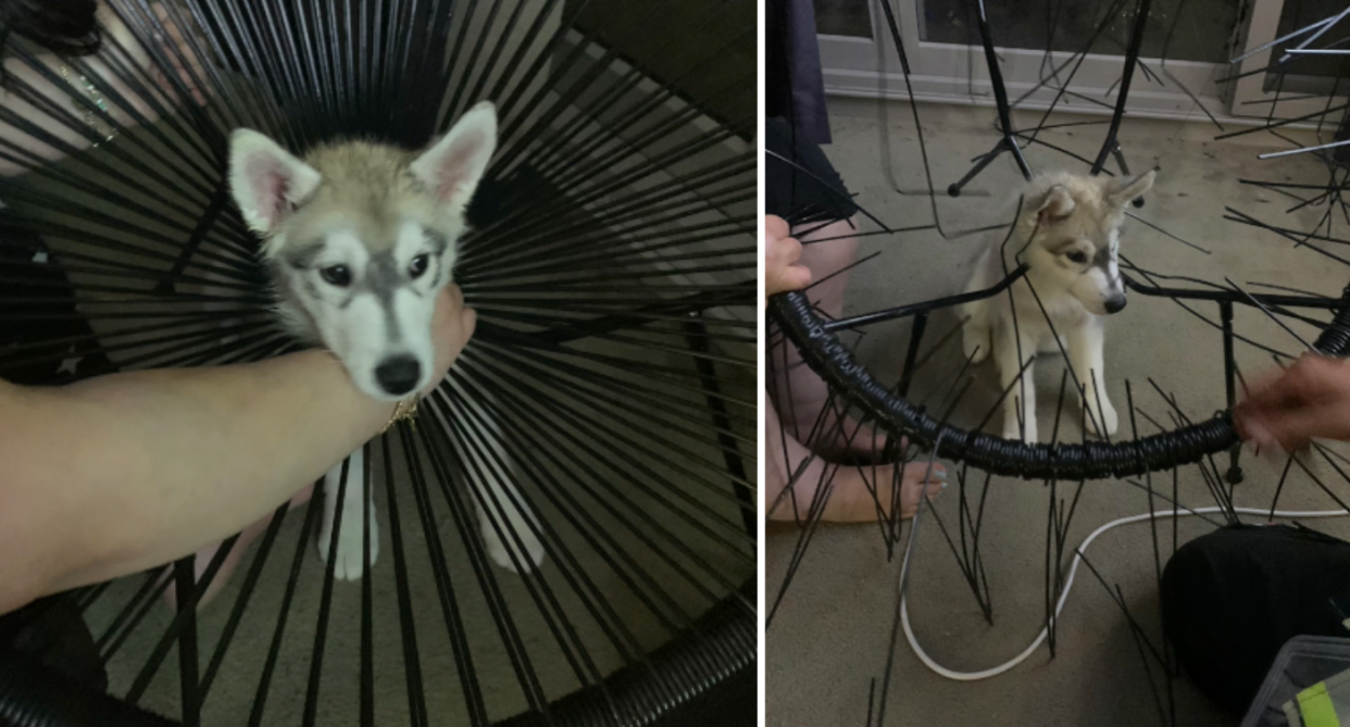 Images of the husky puppy with his head stuck in the Acapulco replica chair