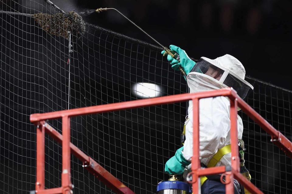 <p>Christian Petersen/Getty</p> Beekeeper Matt Hilton removes a colony of bees at the Los Angeles Dodgers vs. Arizona Diamondbacks game on April 30, 2024.