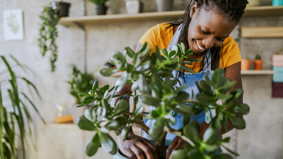 Florist Woman Seedling Plants in Her Flower Shop.