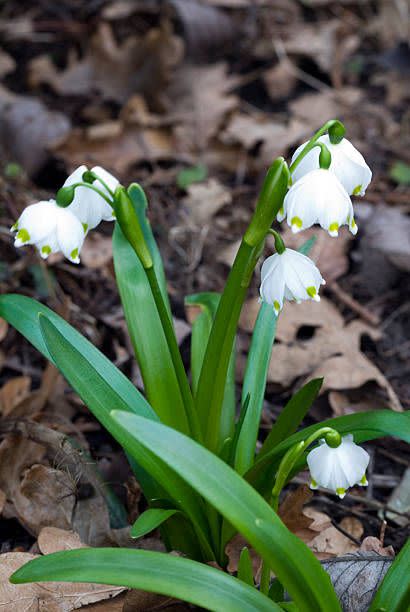 Spring Flower: Snowflake