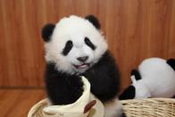 A baby Panda bear plays with a look-a-like plush toy – an early New Year’s gift from keepers at the Ya'an Bifengxia Base of China Conservation and Research Centre for the Giant Panda, in Ya’an, China.
