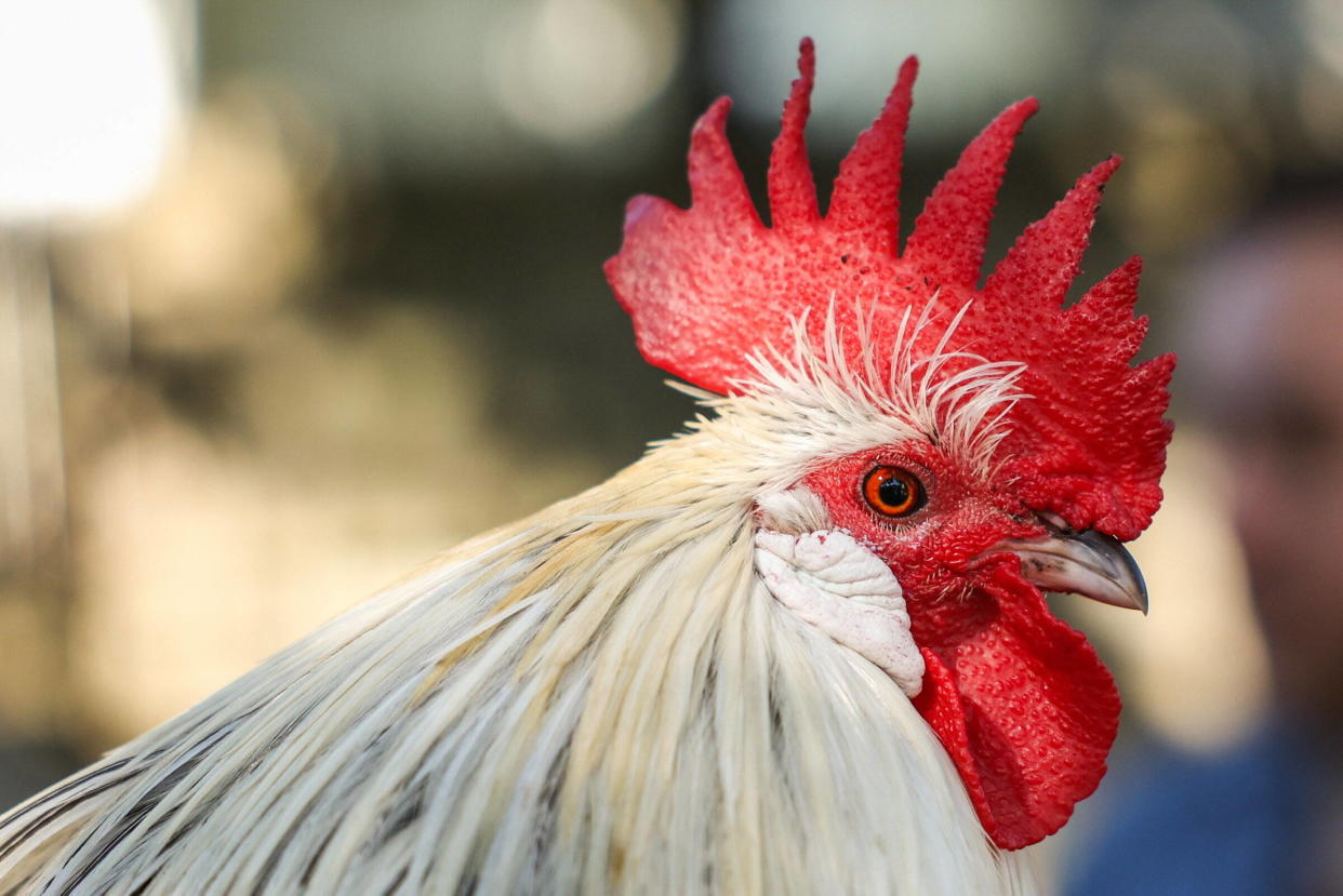 En Haute-Savoie, un coq a semé la discorde dans un petit village. La justice demande à son propriétaire de s’en séparer. Photo d’illustration.