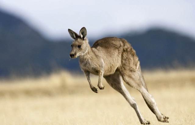 They worked like airbags': Kangaroo pops woman's breast implants