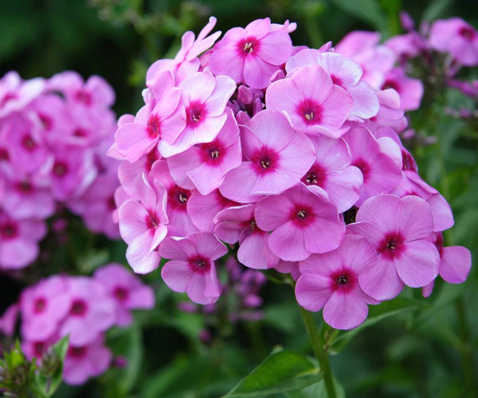 pink phlox