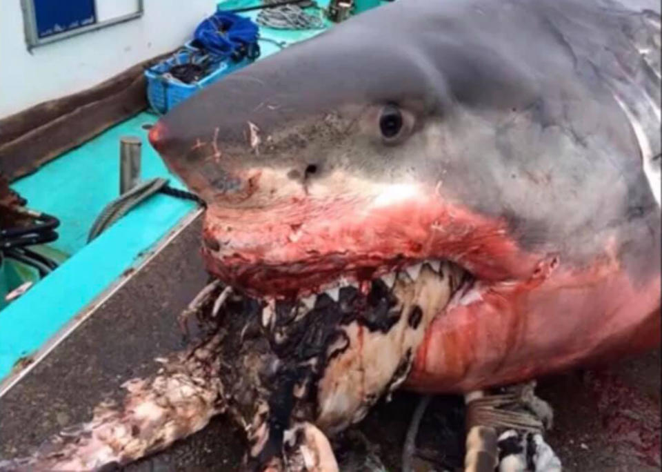 Incredible pictures show a monster shark, believed to have choked to death on a giant sea turtle. 