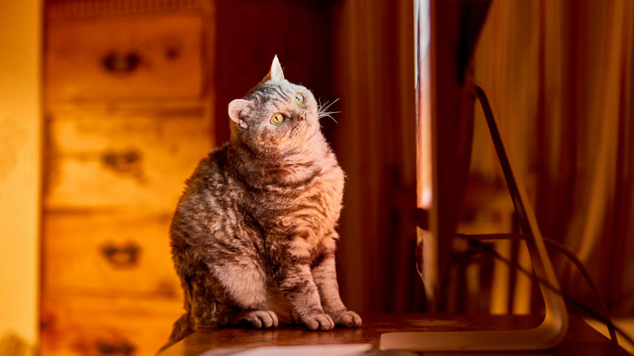 Cat watches cat TV on a computer monitor