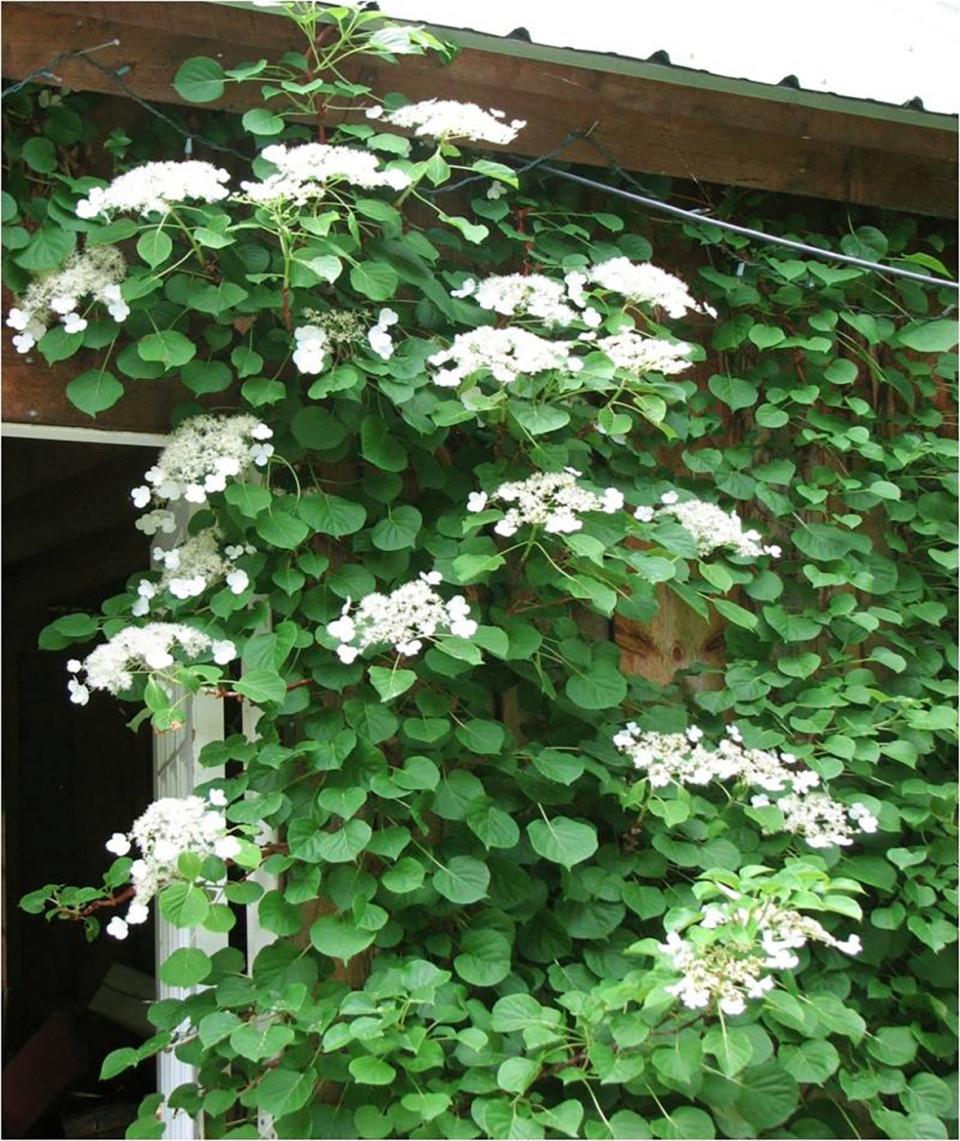 This climbing hydrangea is on the north side of Henry's barn.