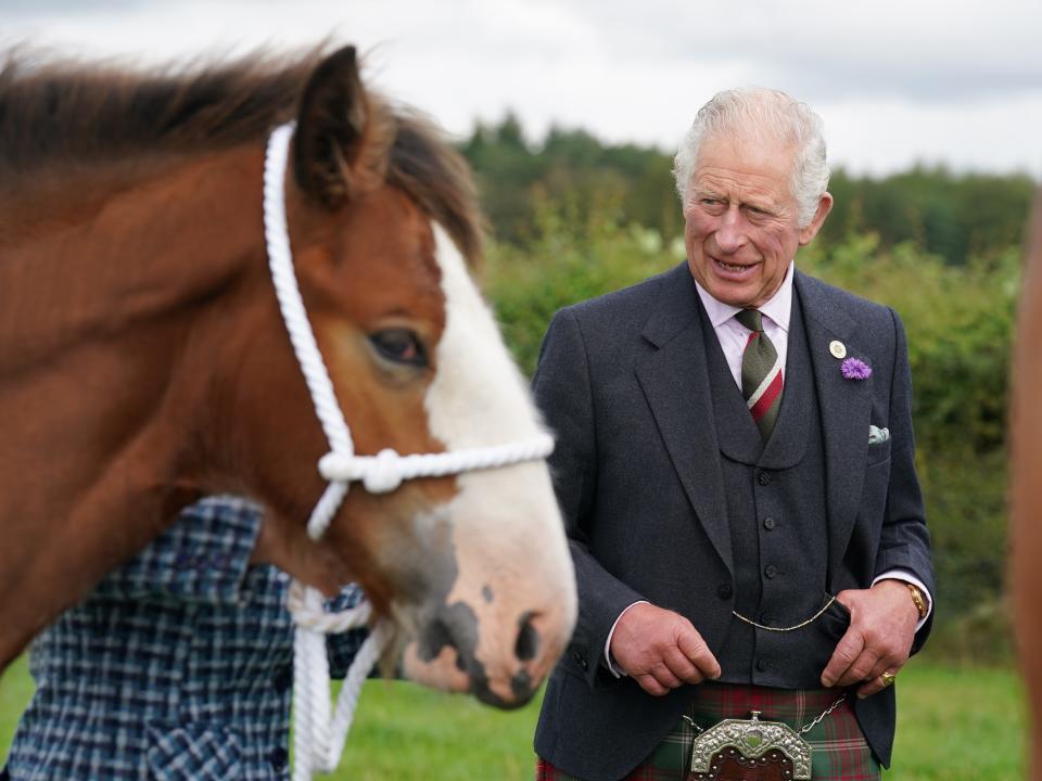 king charles horse