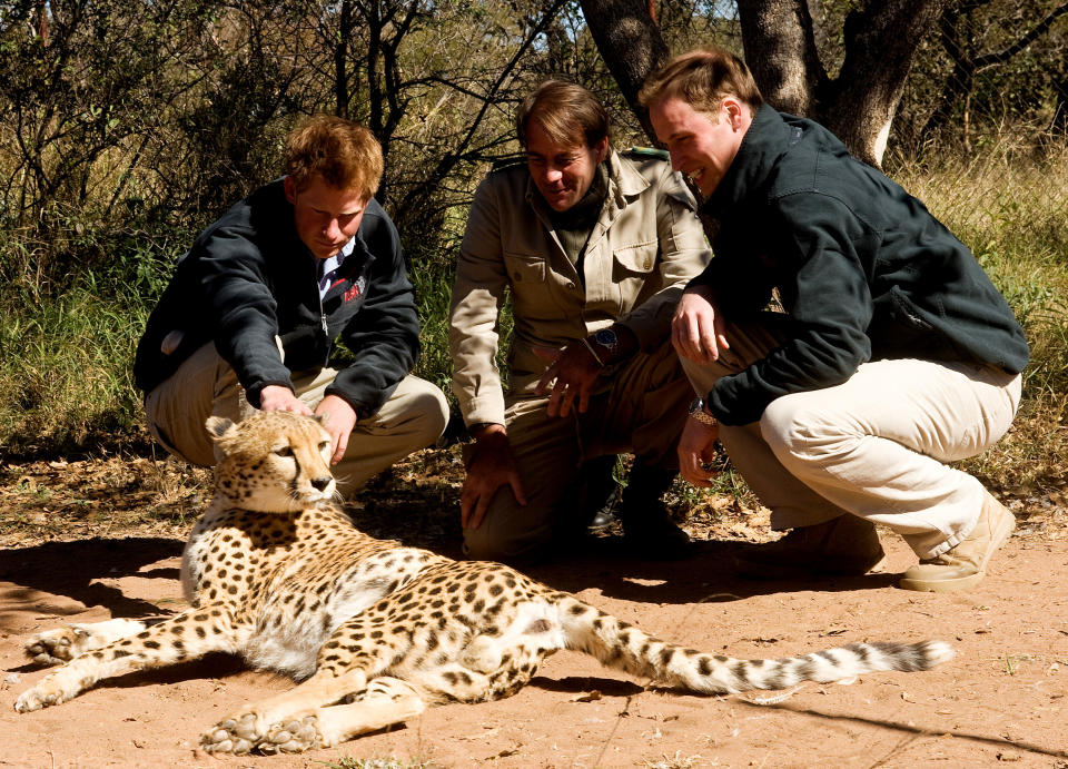 GABORONE - JUNE 15: Prince William and Prince Harry meet a cheetah when they visit Mokolodi Education Centre on June 15, 2010 in Gaborone, Botswana.  The Princes are on a joint trip to Southern Africa and will visit projects supported by their respective charities Tusk Trust (Prince William) and Sentebale (Prince Harry).   (Photo by Samir Hussein/WireImage)