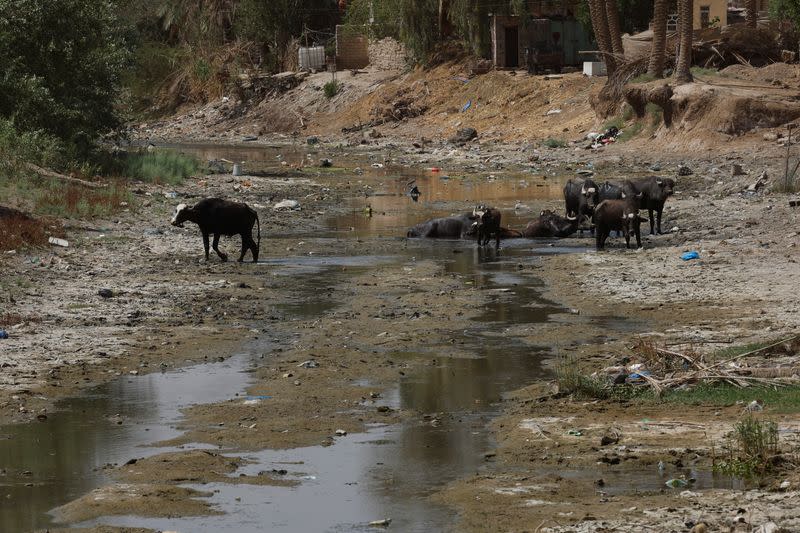 The Wider Image: Drought imperils Iraq's water buffalo and a child's way of life