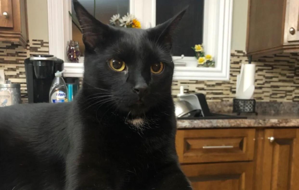 A cat in Newfoundland saved his owner's house by waking him when the crock pot was on fire. (Photo: Courtesy of Scott White)