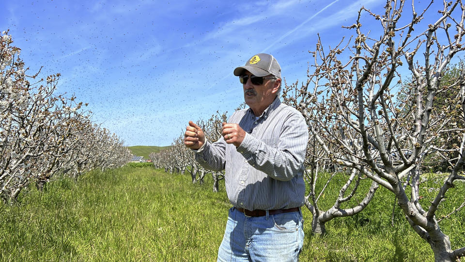 Beekeeper Gene Brandi's bees fly around a cherry tree orchard in San Juan Bautista, Calif., Thursday, Aug. 6, 2023. He's putting new queen bees in about a dozen hives that lost their queens. Gene Brandi, a Central Valley beekeeper, said he had to feed his bees twice as much as usual during almond pollination. But with spring rushing in, he said he'll take his hives to the California coast where bees can forage on a native plant to make sage honey, a premium product that he can only make every few years when there's ample rain. (AP Photo/Terry Chea)