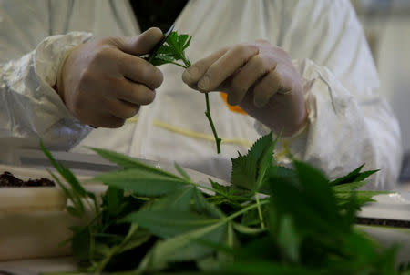 An employee cuts cannabis plants in a laboratory at the headquarters of AGES agency in Vienna, Austria March 15, 2018. REUTERS/Leonhard Foeger/File Photo