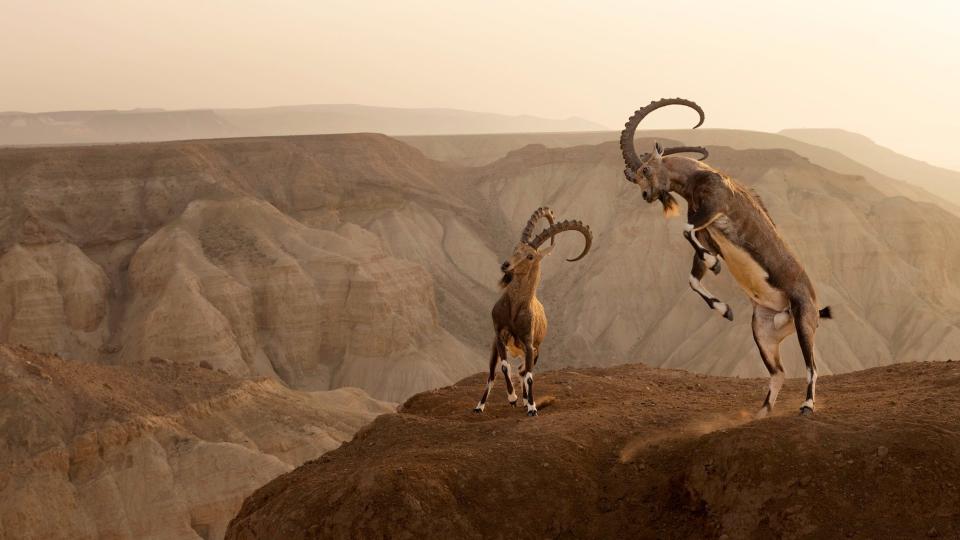 Nubian Ibex. Negev desert, Israel