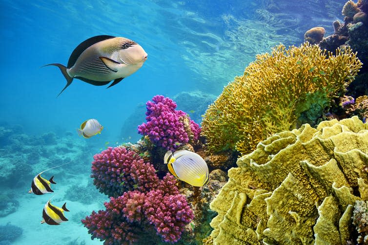 <span class="caption">Soon to be aided by 3D printed reef?</span> <span class="attribution"><a class="link " href="https://www.shutterstock.com/image-photo/underwater-scene-coral-reef-fish-photographed-287417138?src=LmrCZukYbiapJ3adeJhysQ-1-25&studio=1" rel="nofollow noopener" target="_blank" data-ylk="slk:John_Walker/Shutterstock.com;elm:context_link;itc:0;sec:content-canvas">John_Walker/Shutterstock.com</a></span>